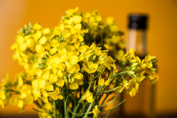 Rapeseed flowers and rapeseed oil in a bottle on the table