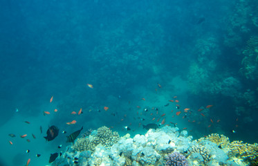 sea fish near coral, underwater