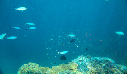 sea fish near coral, underwater