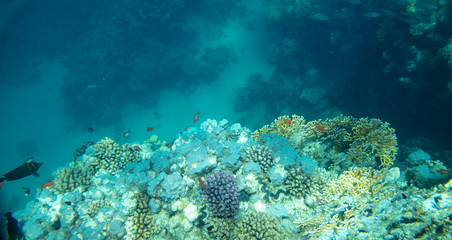 sea fish near coral, underwater