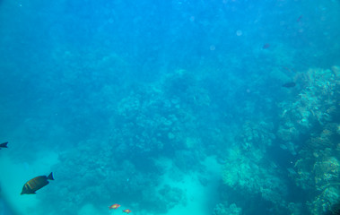 sea fish near coral, underwater