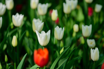Colored field with red and white tulips from Tulip Festival. Picture useful for web design and as a...