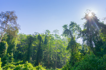 Obraz premium Rainforest landscape with lensflare as sun breaks through between lush foliage.