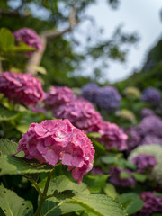 Hydrangea(Ajisai), Shimoda, Shizuoka, Japan