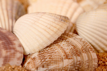 Holiday background. A close-up shot of a sea scallop. Filled frame.
