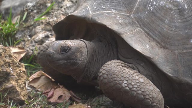 Old, land turtle living on the island 2