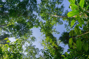 Rainforest landscape with lensflare as sun breaks through between lush foliage.