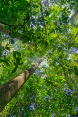 Rainforest landscape with lensflare as sun breaks through between lush foliage.