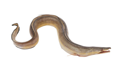 Conger-pike eel isolated on white, congresox talabonoides