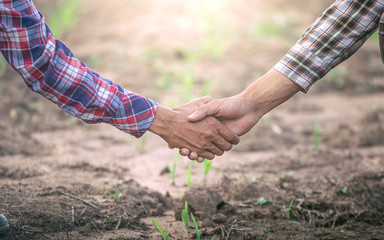 Two farmer shaking hands in young corn field. agricultural business concept.