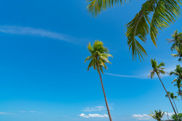Tall coconut palms against tropical blue sky.