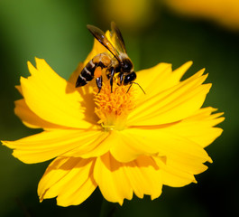 bee on a yellow flower