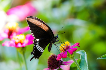 butterfly on flower