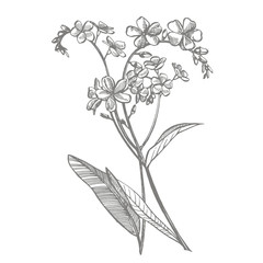Obraz premium Forget-me-not flowers. Botanical illustration. Good for cosmetics, medicine, treating, aromatherapy, nursing, package design, field bouquet. Hand drawn wild hay flowers.