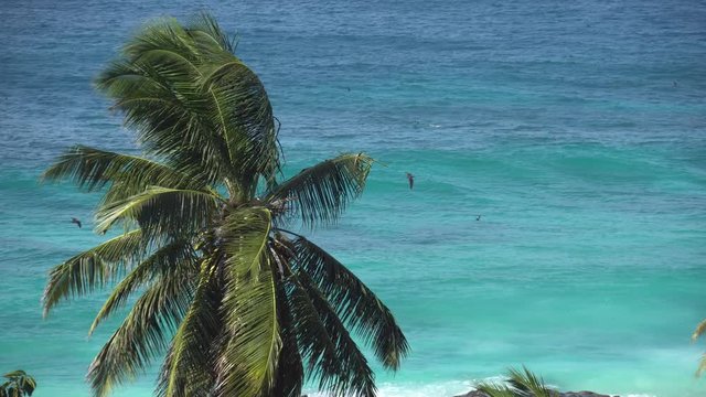 Palm trees against the sky or sea 10