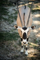 Animal portrait - Gemsbok , Oryx gazella , dominant Gemsbok antelope