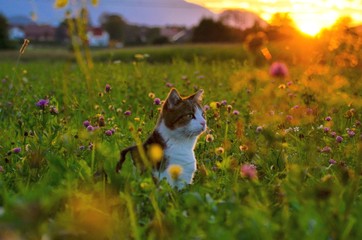 Fr&uuml;hlings Katze