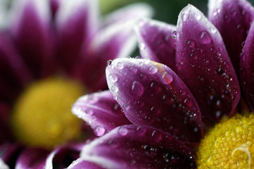Soft purple petals with little water drops