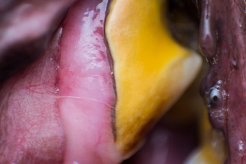 macro photo of a dog jaw tooth  with bacterial plaque and gingivitis