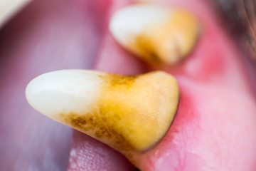 macro photo of a dog jaw tooth  with bacterial plaque and gingivitis