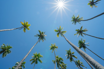 Fototapeta premium Low point of view tropical coconut palms against blue sky with lens flare.
