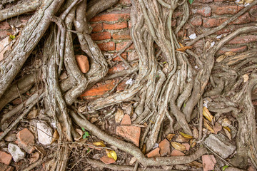 Arid network roots on aged red brick wall