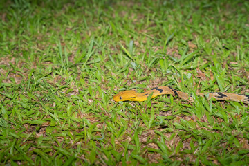 Cat snake in grass