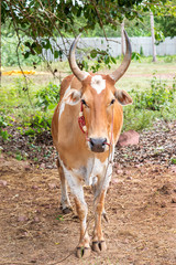 Red brown cow