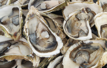 Many fresh oysters