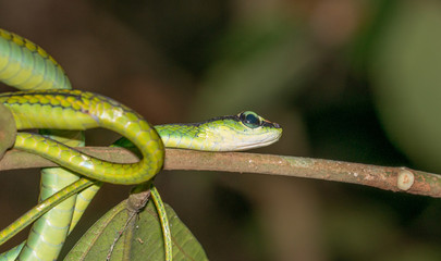 Venomous pit viper in Borneo rainforest