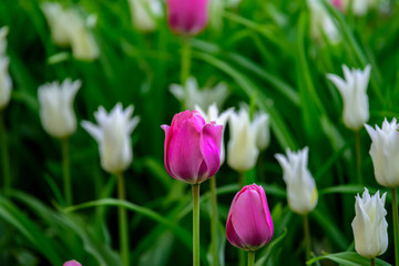 Colored field with pink and white tulips from Tulip Festival. Picture useful for web design and as...