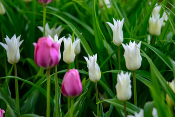 Colored field with pink and white tulips from Tulip Festival. Picture useful for web design and as...