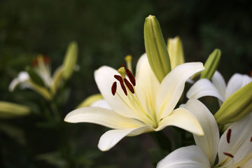 Obraz premium A fragrant, white lily blooms in the garden against a dark background.