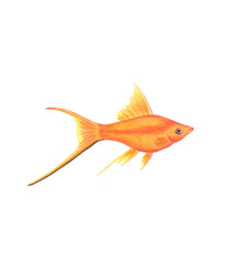 Obraz premium Orange swordtail fish natural illustration by colored pencils