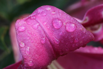 Rain drops on the surface of the petal of a purple lily.