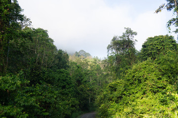Fototapeta na wymiar Tropical jungle in morning light and fog