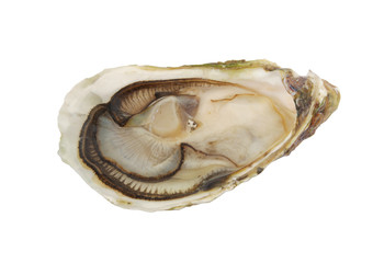 Raw oyster isolated on white background