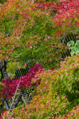 Fototapeta premium érable japonais en automne