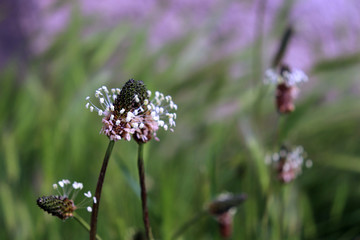 The flowering heads of ribwort plantain, plantago lanceolata. Several inflorescences in the grass. Ribwort plantain is also a traditional medicinal plant. Plantago lanceolata has bactericidal.