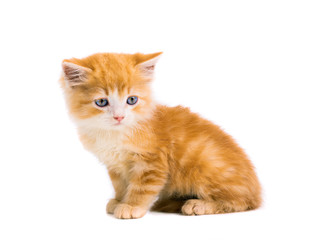 orange kitten sits on a white