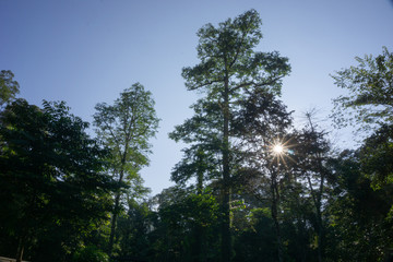 Obraz premium Tropical jungle in morning light and fog