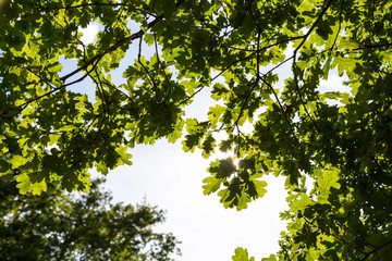 Blätter und Bäume im Park