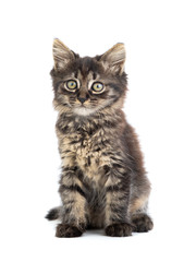 gray kitten on a white