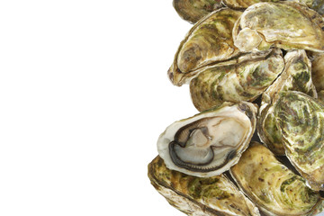Fresh oysters isolated on white, seafood background