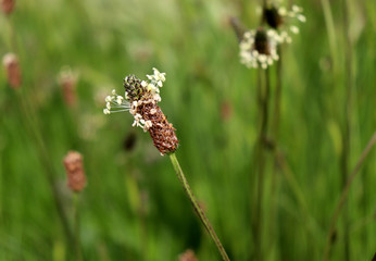 The flowering heads of ribwort plantain, plantago lanceolata. Several inflorescences in the grass. Ribwort plantain is also a traditional medicinal plant. Plantago lanceolata has bactericidal.