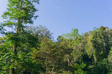 Fototapeta premium Tropical jungle in morning light and fog