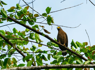 Serpent eagle on branch against blue sky.