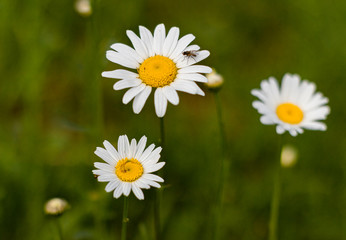 Fototapeta premium field of camomiles