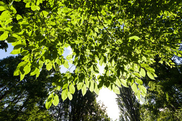 Fototapeta na wymiar Blätter an Bäumen