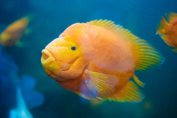 Fish aquarium. dangerous fish swiming in aquarium in oceanarium. Colorful aquarium tank filled with stones, seaweed. Colorful aquarium, beautiful fish in ocean.